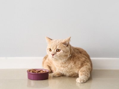 Tapioca Starch in Cat Food
