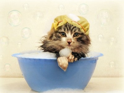 Human Shampoo Harmful to Cats