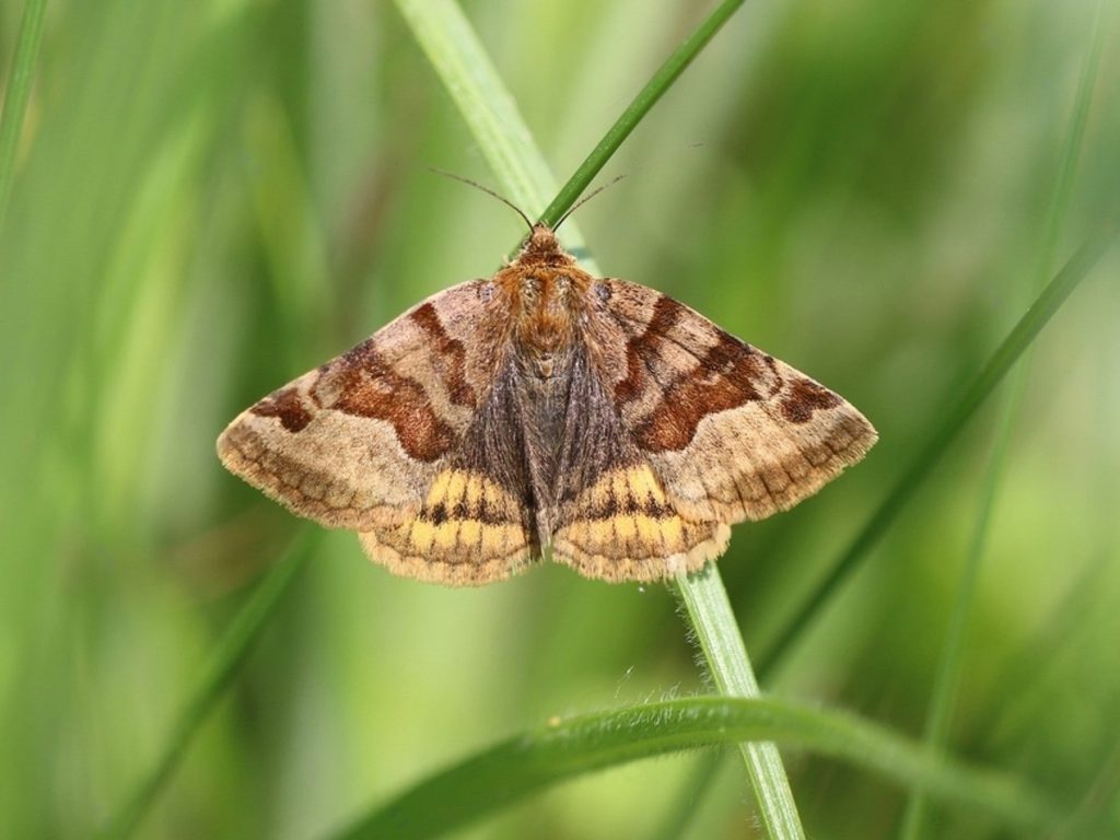 Can Cats Eat Moths? Is Moths Safe For Cats CatLikesBest