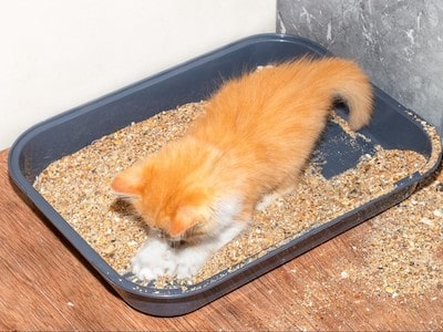 Cats like to Play in The Litter Box