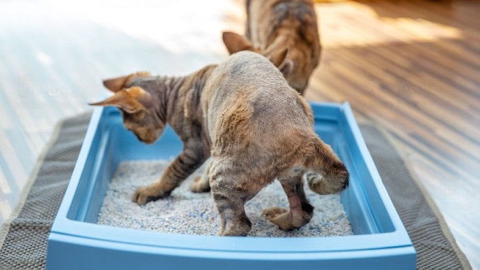Cats Playing in Litter Box