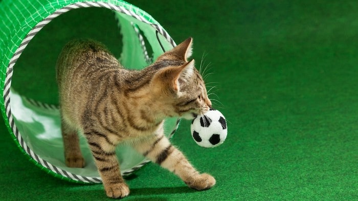 Cat Playing With Toy