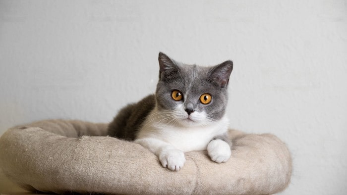 Cat Sitting on Dog Bed