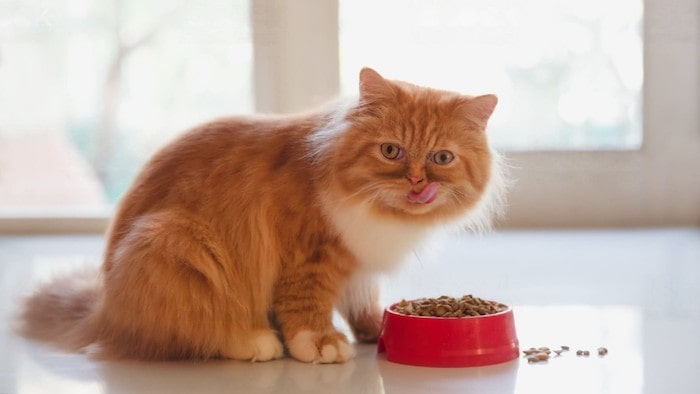 cat food for senior cats