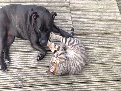 Are-Staffies-Good-Dogs-With-Cats