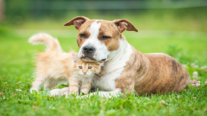 Are-Staffies-Good-With-Cats