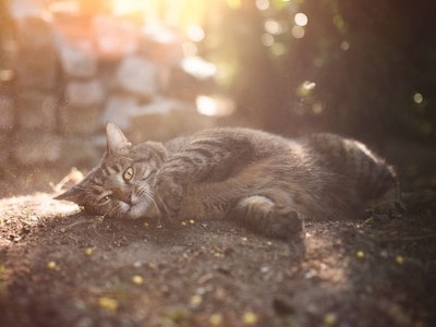 Cat Rolling in Dirt