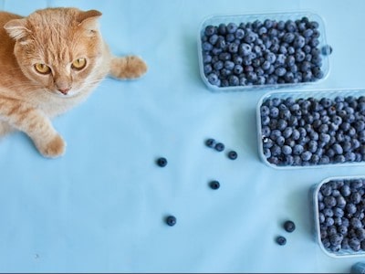 Cat Eat Blueberries