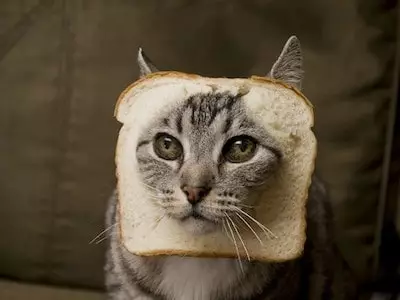 Cat Eats Bread