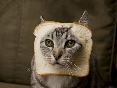 Cat Eats Bread Cat Eats Bread