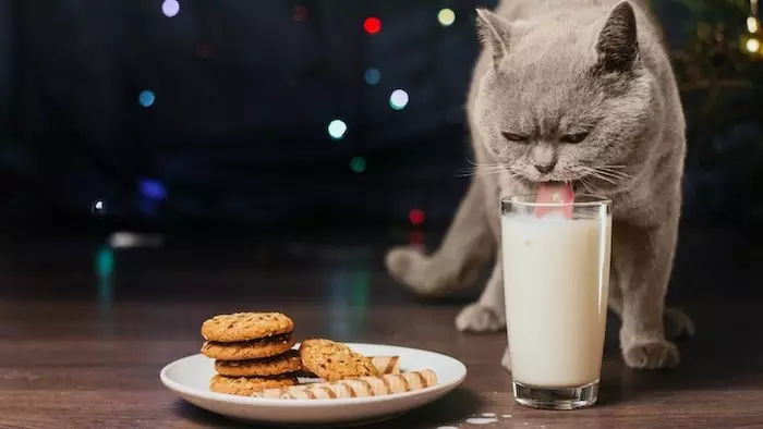 Cat Drinks Milk