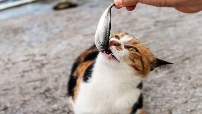 Can Cats Eat Tuna in Sunflower Oil