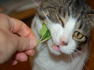 Can cats eat coriander