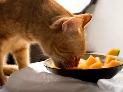 Cat Eating Cantaloupe