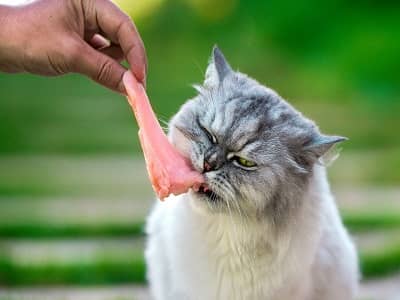 Cat Eating Tuna