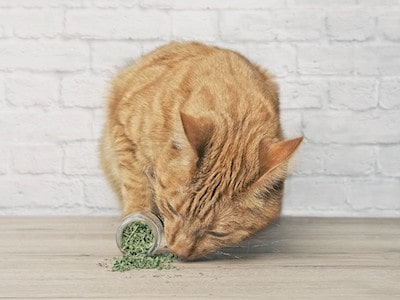 Cat Smells Catnip