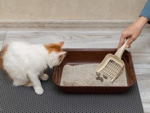 Why Does My Cat’s Poop Smell So Bad? Reasons and Solutions | CatLikesBest