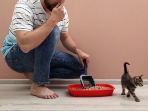 Why Does My Cat’s Poop Smell So Bad? Reasons and Solutions | CatLikesBest