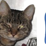 Milton-Sterilising-Fluid-Side-Effects-On-Cats