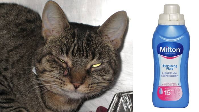 Milton-Sterilising-Fluid-Side-Effects-On-Cats