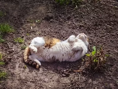 Cat Rolls in Dirt
