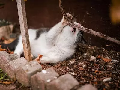 Cat Playing in Dirt