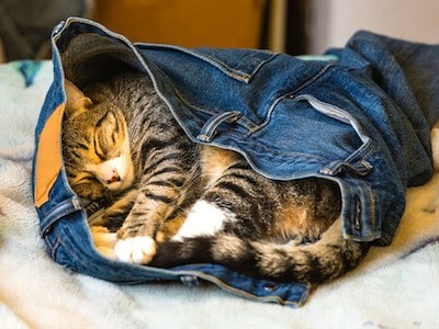 Cat Loves Sleeping on Clothes