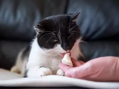 Cat Licking Cheese