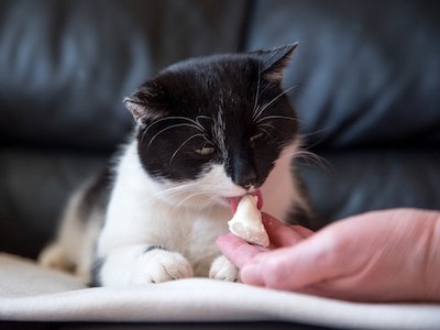 Cat Licking Cheese