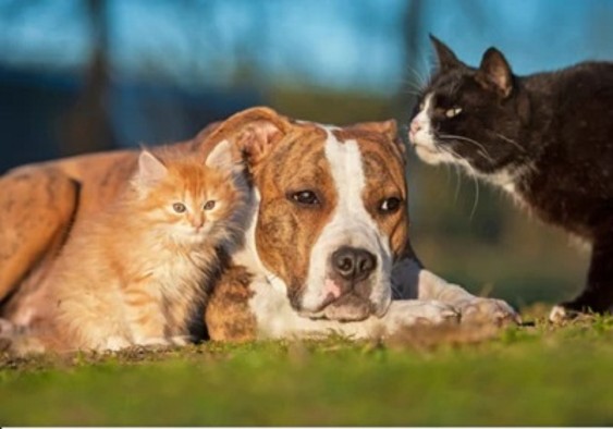 Staffies-With-Cats