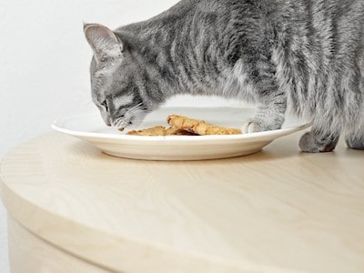 Cat Eating cookies