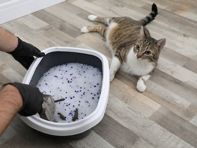 Cleaning Cat Litter Box