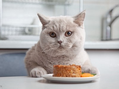 Cat Eats Tuna