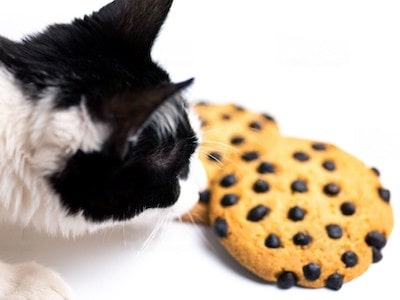 Cat Smellls Cookies