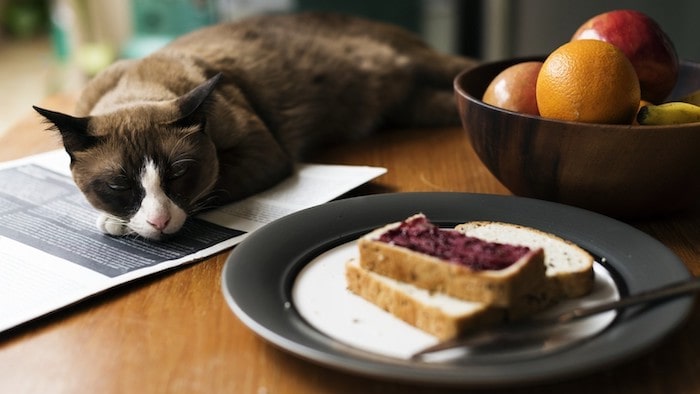 Cat Looking at Bread