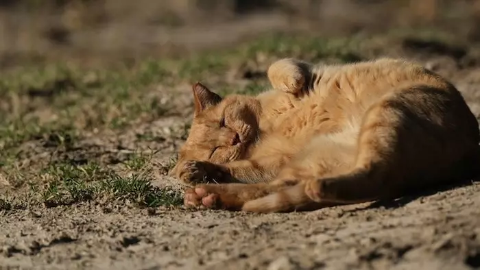 Cat Sleeping in Dirt