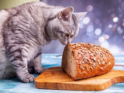 Cat Likes Bread