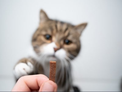 Cat Treats