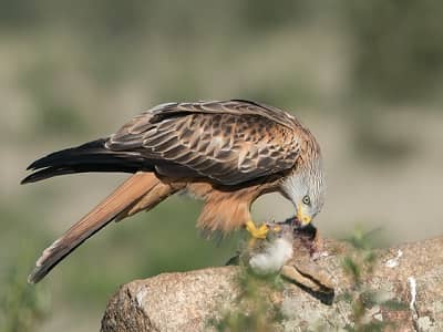 What-Do-Red-Kites-Eat