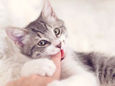 cat rubbing teeth