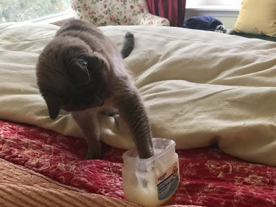cat using vaseline