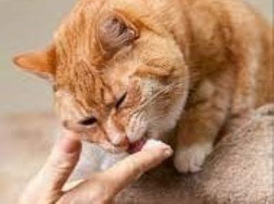 cat eating vaseline