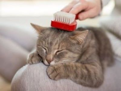 vaseline for cat hairfall