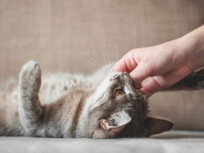 cats feeling most ticklish