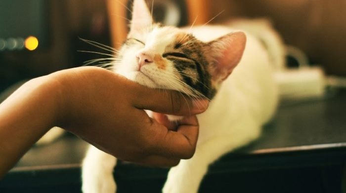 cat feeling ticklish