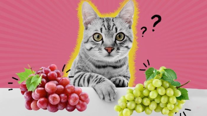Are Grapes safe for cats