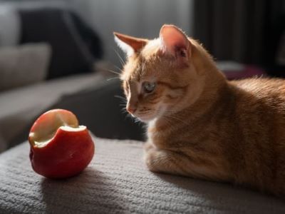Benefits of Apples for Cats