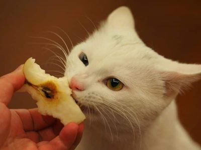 How to Feed Apples to Cat