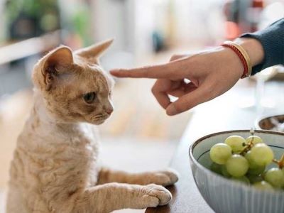 How to Stop Cats From Eating Grapes
