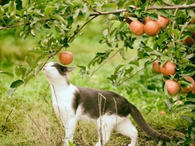 Risks of Apples for Cats